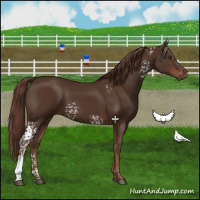 Horse Color:White Spotted Liver Chestnut Sabino 