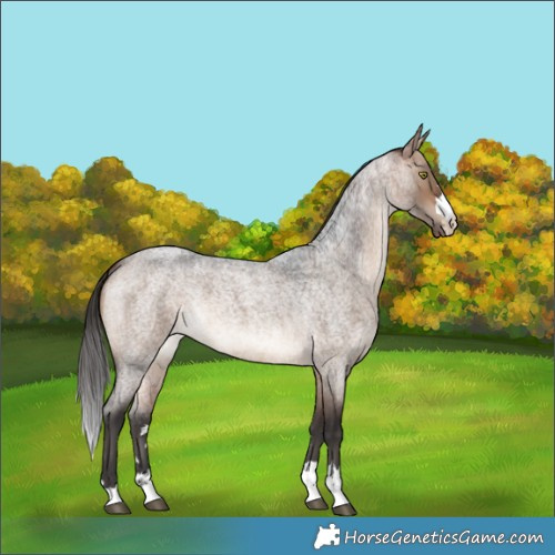 Horse Color:Bay Roan Dun 
