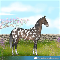 Horse Color:Brown Dun Sabino Near Leopard 