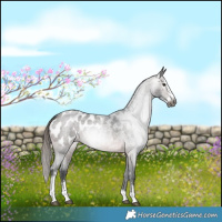 Horse Color:Gray Brown Roan Sabino Blanket 