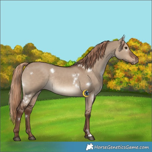 Horse Color:White Spotted Liver Red Dun Rabicano 