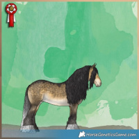 Horse Color:Buckskin Dun 