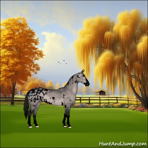 Horse Color:Gray Void Platinum White Spotted Brown Dun Sabino Splash Appaloosa