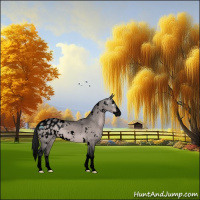 Horse Color:Gray Void Platinum White Spotted Brown Dun Sabino Splash Appaloosa 