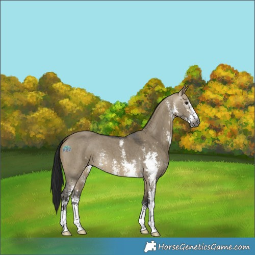 Horse Color:Gray Buckskin Dun Sabino 