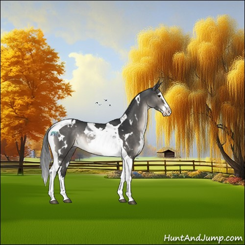 Horse Color:White Spotted Brown Dun Splash Tobiano