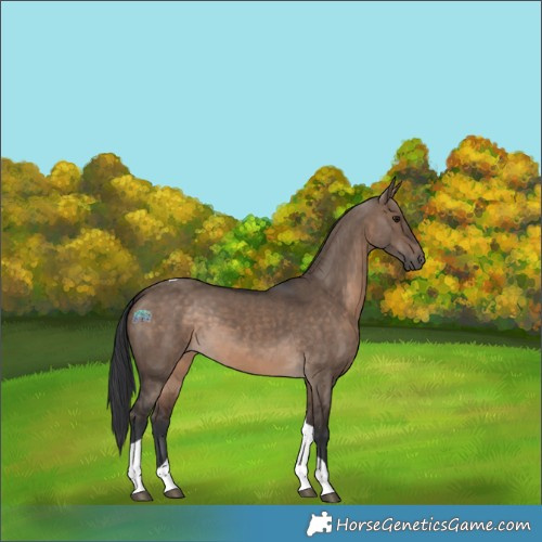 Horse Color:Brown Dun Tobiano 
