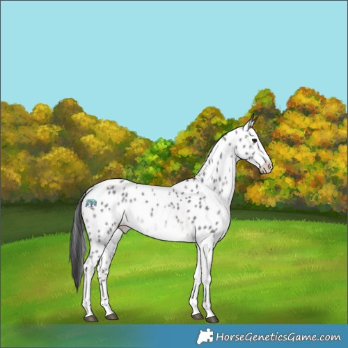 Horse Color:Platinum Brown Dun Sabino Tobiano Appaloosa Rabicano 