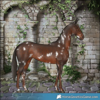 Horse Color:White Spotted Liver Chestnut Rabicano 
