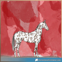 Horse Color:Liver Red Dun Near Leopard Brindle 