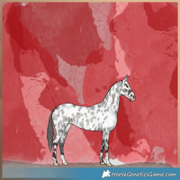 Horse Color:Grullo Roan Appaloosa Brindle 