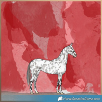 Horse Color:Grullo Roan Leopard Brindle 
