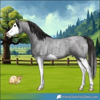 Horse Color:Smoky Blue Roan Splash 