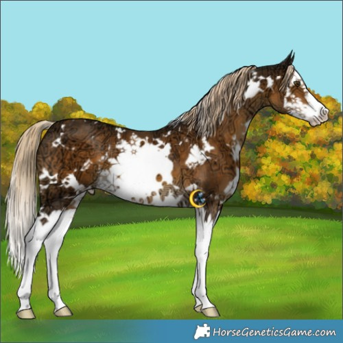 Horse Color:White Spotted Chocolate Palomino Ice Mushroom Splash 