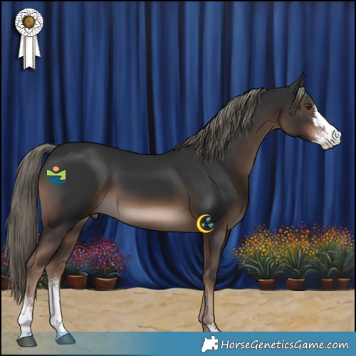 Horse Color:Liver Chestnut Mushroom Sabino 