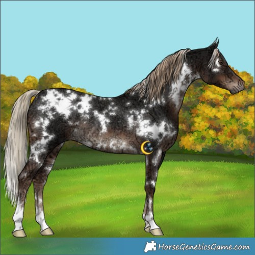 Horse Color:White Spotted Liver Chestnut Ice Rabicano 