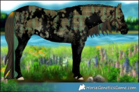 Horse Color:Void Plaid  White Spotted Liver Red Dun Sabino 