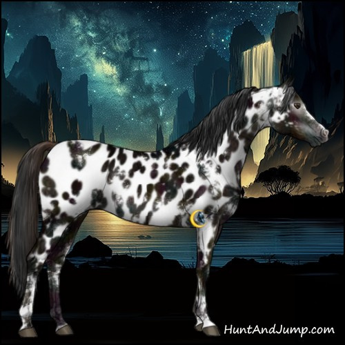 Horse Color:Gray White Spotted Midnight Liver Chestnut Ice Sabino Appaloosa 