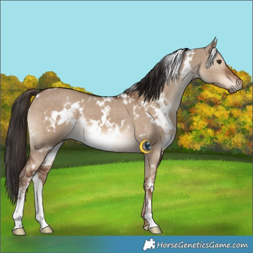 Horse Color:White Spotted Liver Red Dun 