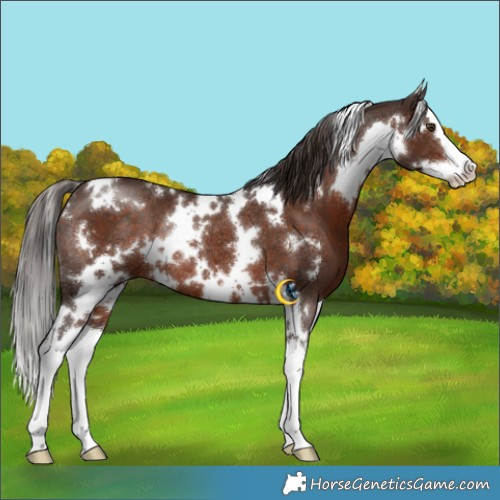 Horse Color:White Spotted Liver Chestnut Splash Rabicano 