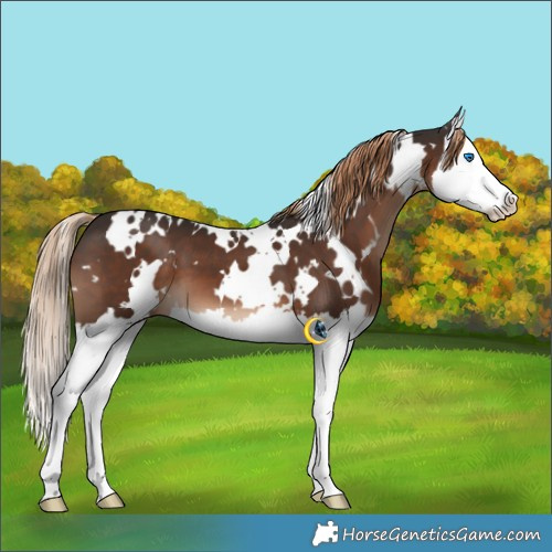 Horse Color:White Spotted Liver Chestnut Splash 