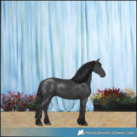 Horse Color:Black 