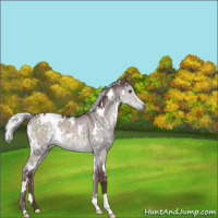 Horse Color:White Spotted Chocolate Silver Grullo Chinchilla 