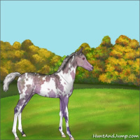 Horse Color:White Spotted Silver Grullo Chinchilla Brindle 