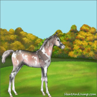 Horse Color:White Spotted Silver Blue Onyx Chinchilla Sabino 