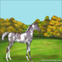 Horse Color:White Spotted Chocolate Silver Grullo Chinchilla Brindle 