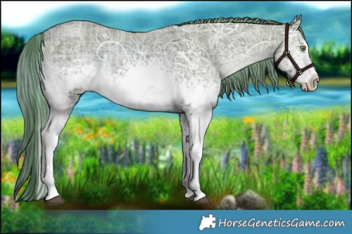 Horse Color:Plaid  White Spotted Liver Red Dun Ice Mushroom Sabino Brindle 