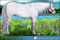 Horse Color:Painted Plaid  White Spotted Chocolate Palomino Ice Roan Dun 