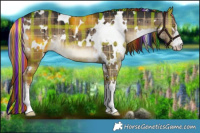 Horse Color:Painted Plaid  White Spotted Liver Red Dun Brindle 