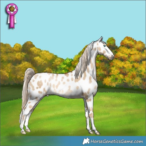 Horse Color:Chocolate Palomino Pearl Dun Appaloosa 