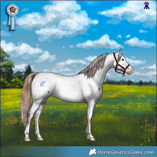 Horse Color:Liver Red Dun Appaloosa 