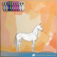 Horse Color:Buckskin Pearl Dun Blanket 