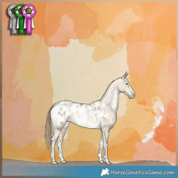 Horse Color:Buckskin Pearl Dun Appaloosa 
