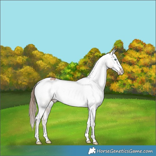 Horse Color:Brown Pearl Dun Appaloosa 