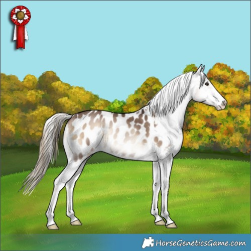 Horse Color:Liver Red Dun Onyx Appaloosa Brindle 