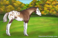 Horse Color:Silver Brown Onyx Splash Frame Appaloosa 