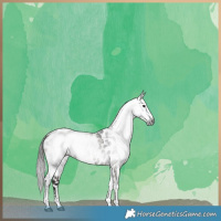 Horse Color:Gray Grullo Sabino Leopard Brindle 