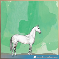 Horse Color:Gray Brown Dun Appaloosa Brindle 