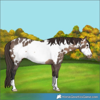 Horse Color:Brown Dun Frame Appaloosa Rabicano 