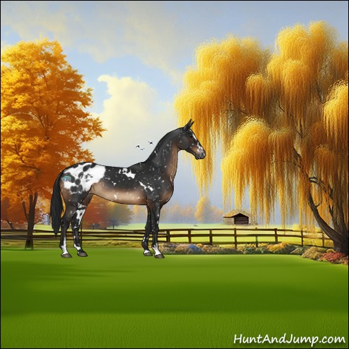 Horse Color:Gray White Spotted Brown Sabino Appaloosa