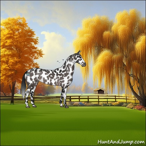 Horse Color:Gray Platinum White Spotted Brown Appaloosa 