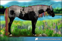 Horse Color:Void Painted Plaid  Liver Red Dun Onyx Sabino Splash 