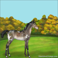 Horse Color:White Spotted Brown Dun Mushroom Sabino Brindle 