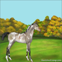 Horse Color:White Spotted Brown Dun Brindle