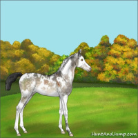Horse Color:White Spotted Brown Dun Mushroom Sabino Splash 