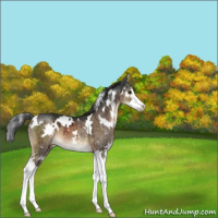 Horse Color:White Spotted Brown Dun Splash Brindle